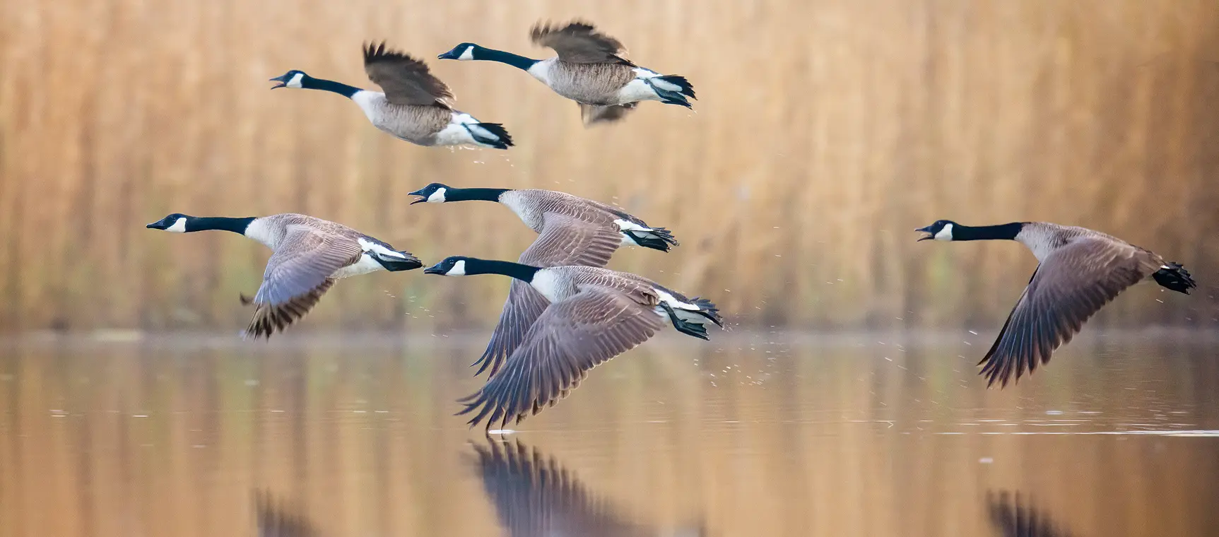 Careers <br> With Us